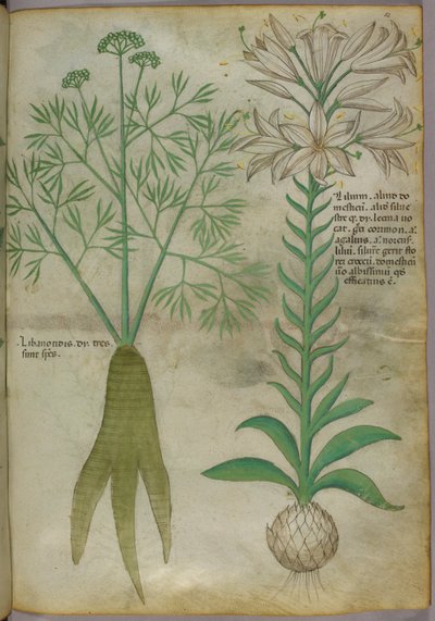 Illustrazione botanica, 1440 circa (inchiostro e colore su pergamena) da Italian School
