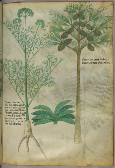 Illustrazione botanica, 1440 circa (inchiostro e colore su pergamena) da Italian School