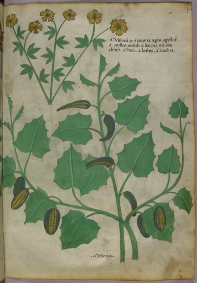 Illustrazione botanica, 1440 circa (inchiostro e colore su pergamena) da Italian School