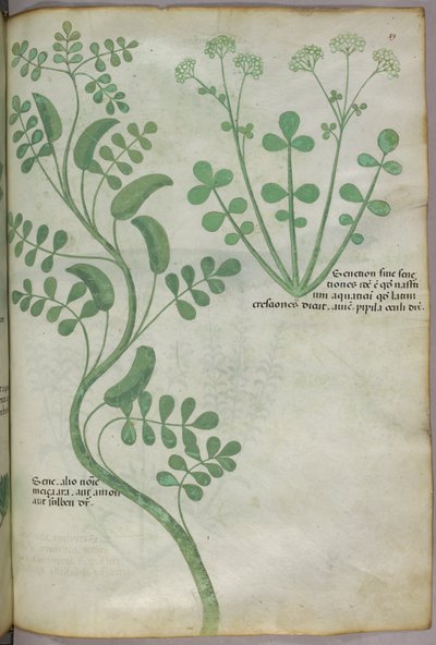 Illustrazione botanica, 1440 circa (inchiostro e colore su pergamena) da Italian School