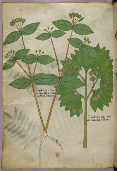 Illustrazione botanica, 1440 circa (inchiostro e colore su pergamena) da Italian School