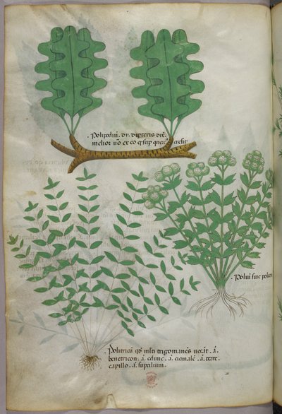Illustrazione botanica, 1440 circa (inchiostro e colore su pergamena) da Italian School