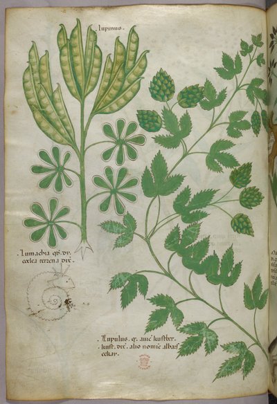 Illustrazione botanica, 1440 circa (inchiostro e colore su pergamena) da Italian School