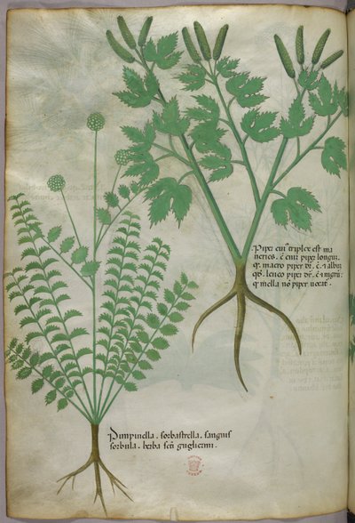 Illustrazione botanica, 1440 circa (inchiostro e colore su pergamena) da Italian School
