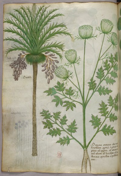 Illustrazione botanica, 1440 circa (inchiostro e colore su pergamena) da Italian School