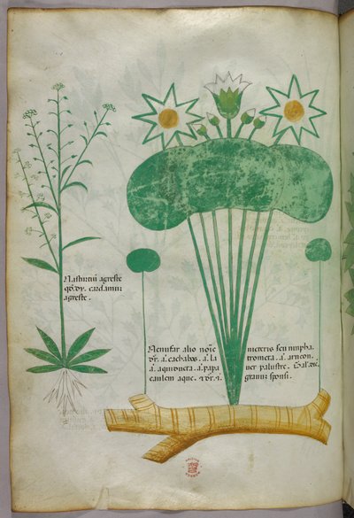 Illustrazione botanica, 1440 circa (inchiostro e colore su pergamena) da Italian School
