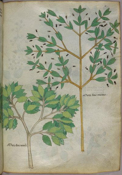 Illustrazione botanica, 1440 circa (inchiostro e colore su pergamena) da Italian School