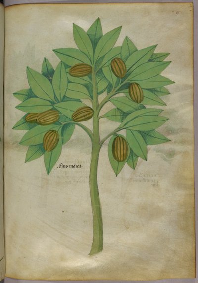 Illustrazione botanica, 1440 circa (inchiostro e colore su pergamena) da Italian School