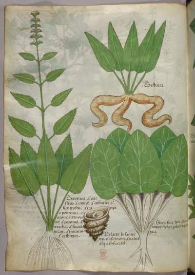 Illustrazione botanica, 1440 circa (inchiostro e colore su pergamena) da Italian School