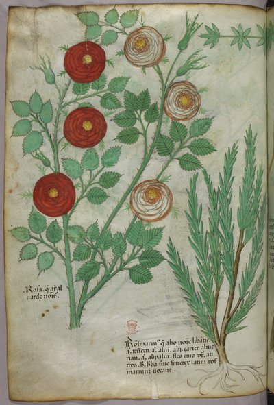 Illustrazione botanica, 1440 circa (inchiostro e colore su pergamena) da Italian School