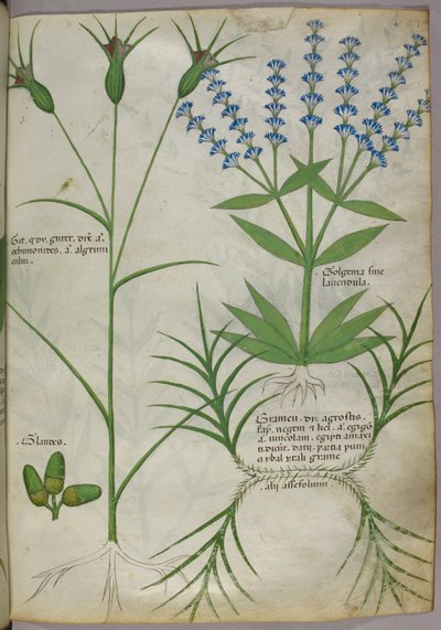 Illustrazione botanica, 1440 circa (pergamena), 1440 circa (inchiostro e colore su pergamena) da Italian School