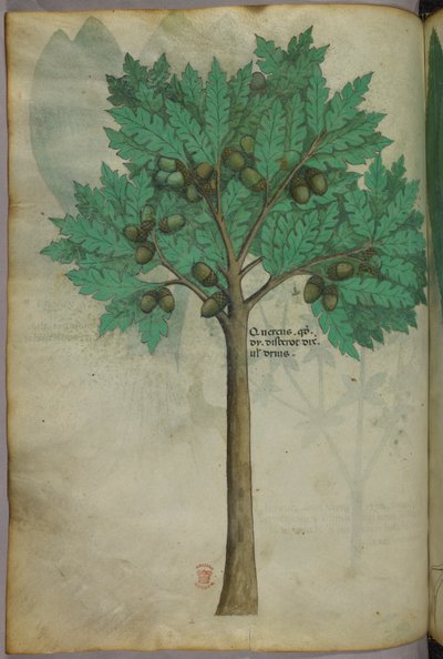Illustrazione botanica di un albero di noci, 1440 circa (inchiostro e colore su pergamena) da Italian School