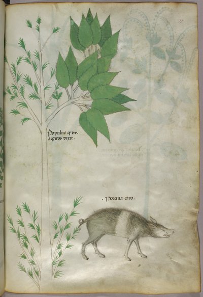 Illustrazione botanica di una pianta e di un cinghiale o maiale, con la dicitura "porcina caro", 1440 circa (inchiostro e colore su pergamena) da Italian School