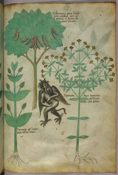Illustrazione botanica di una pianta e di un demone; l
