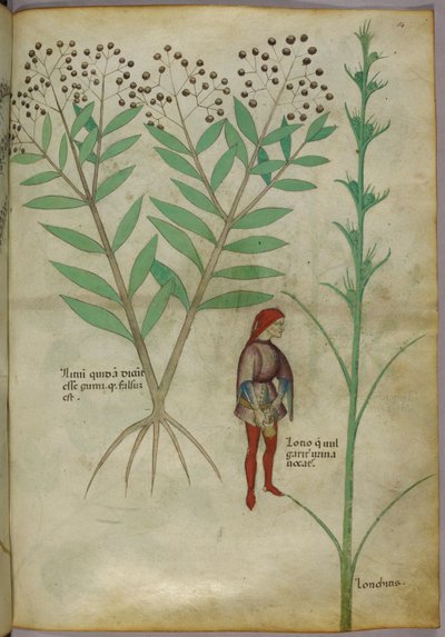 Illustrazione botanica di una pianta e un uomo che urina in un vaso, c.1440 da Italian School