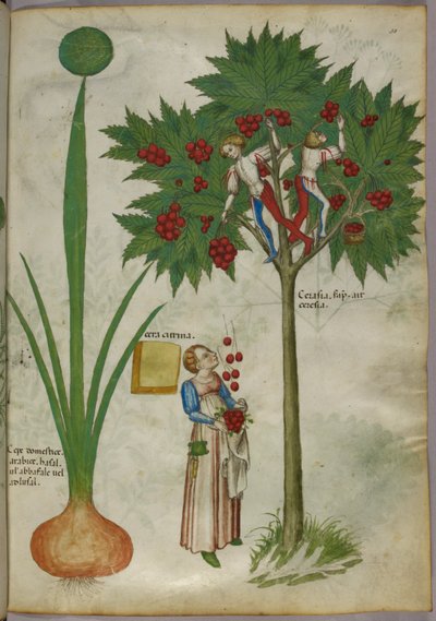 Illustrazione botanica di una pianta e di ragazzi in piedi tra i rami di un albero da frutta che raccolgono frutti e li gettano a una donna in basso, 1440 circa (inchiostro e colore su pergamena) da Italian School