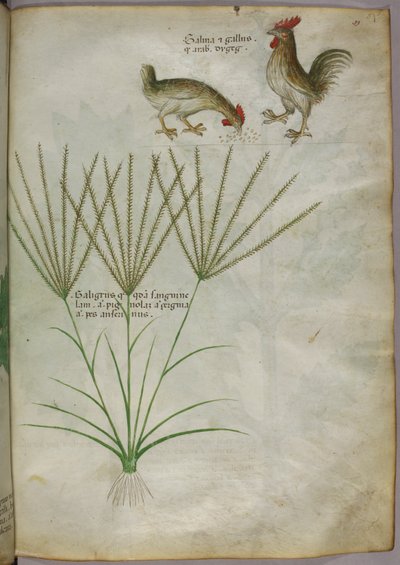 Illustrazione botanica di una pianta e due galli, 1440 circa (inchiostro e colore su pergamena) da Italian School