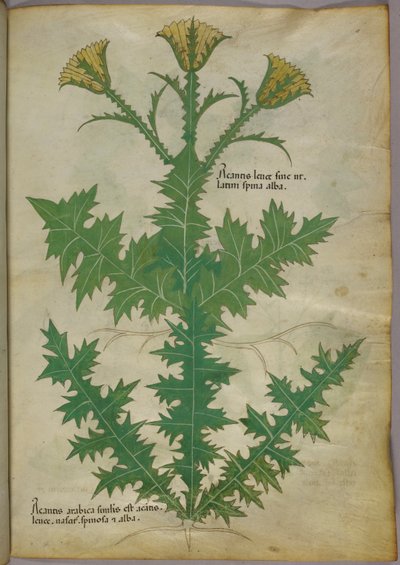 Illustrazione botanica di una pianta, 1440 circa (inchiostro e colore su pergamena) da Italian School