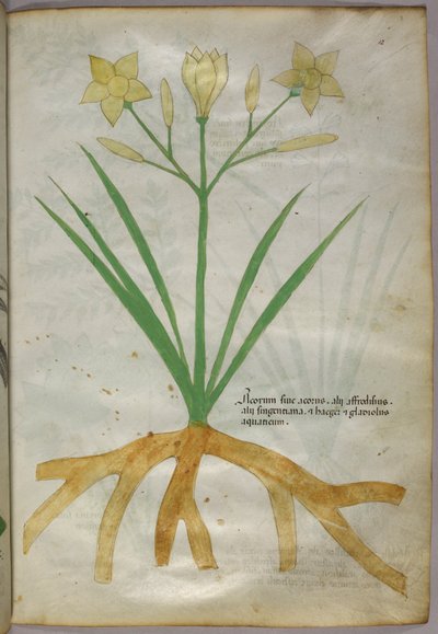 Illustrazione botanica di una pianta, 1440 circa (inchiostro e colore su pergamena) da Italian School