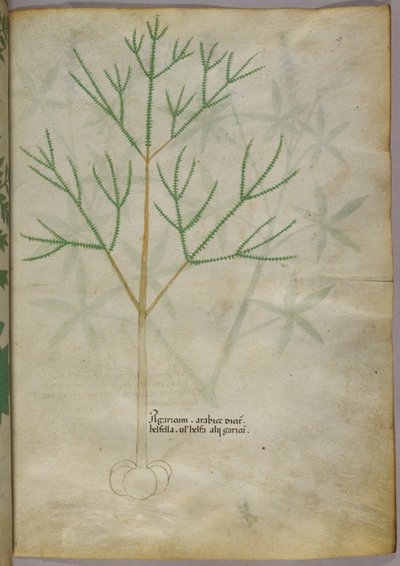 Illustrazione botanica di una pianta, 1440 circa (inchiostro e colore su pergamena) da Italian School