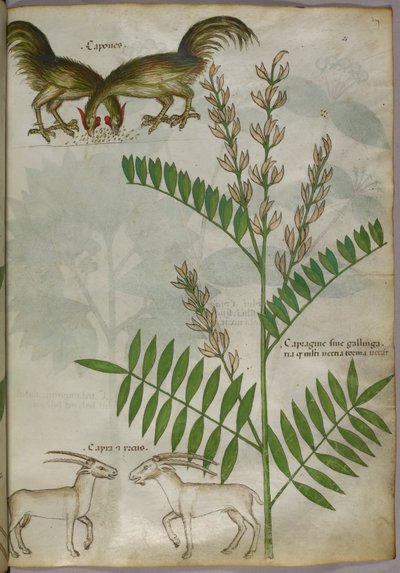 Illustrazione botanica di una pianta, due capre e due uccelli, 1440 circa (inchiostro e colore su pergamena) da Italian School