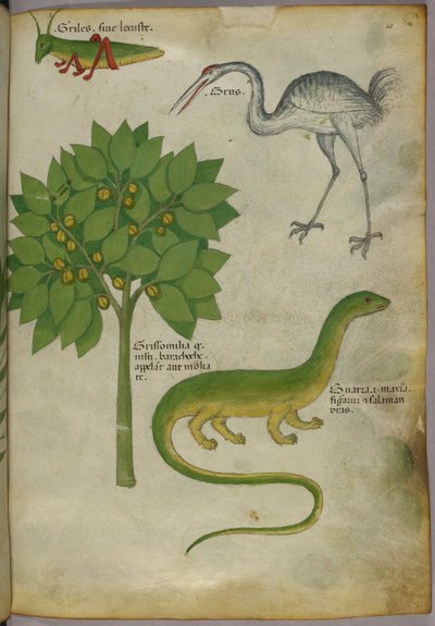 Illustrazione botanica di una pianta, con un grillo, una gru e una salamandra, 1440 circa (inchiostro e colore su pergamena) da Italian School