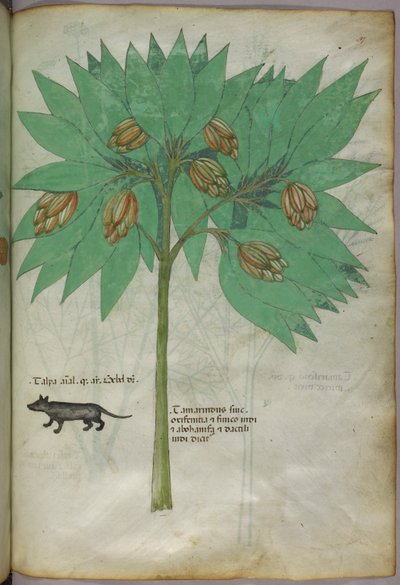 Illustrazione botanica di una pianta con un animale, 1440 circa (inchiostro e colore su pergamena) da Italian School