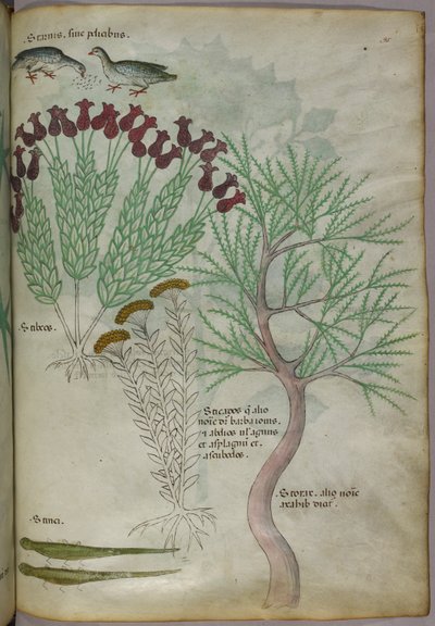 Illustrazione botanica di una pianta con uccelli e insetti, 1440 circa (inchiostro e colore su pergamena) da Italian School