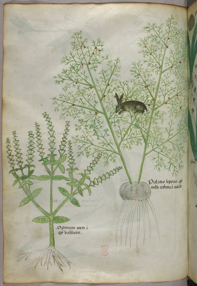 Illustrazione botanica di una pianta di basilico dolce [ocimum] e di una lepre tra gli asparagi [palatio leporis], 1440 circa (inchiostro e colore su pergamena) da Italian School