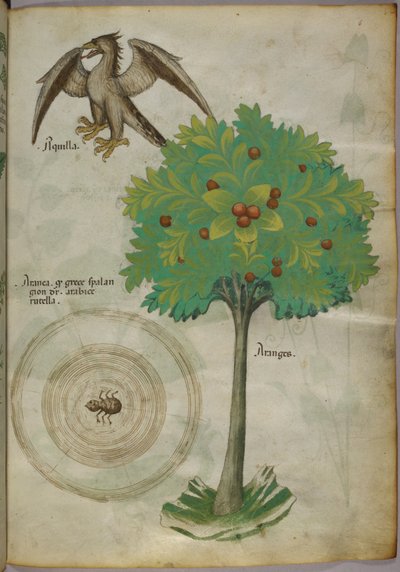 Illustrazione botanica di un albero, una ragnatela e un