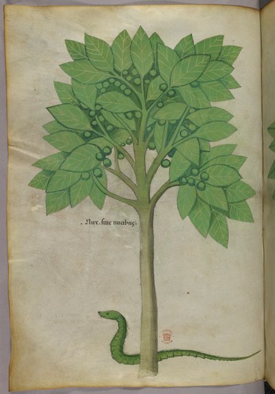 Illustrazione botanica di un albero e di un serpente, 1440 circa (inchiostro e colore su pergamena) da Italian School