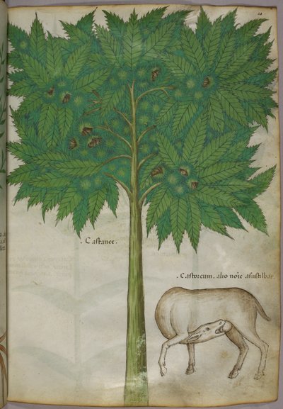 Illustrazione botanica di un albero e di un animale, 1440 circa (inchiostro e colore su pergamena) da Italian School