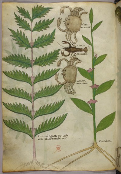 Illustrazione botanica di granchi e uno scorpione, 1440 circa (inchiostro e colore su pergamena) da Italian School