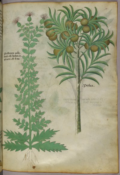 Illustrazione botanica di un albero di melone, 1440 circa (inchiostro e colore su pergamena) da Italian School