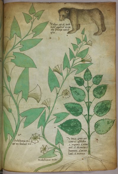 Illustrazione botanica di una pianta con un orso, 1440 circa (inchiostro e colore su pergamena) da Italian School