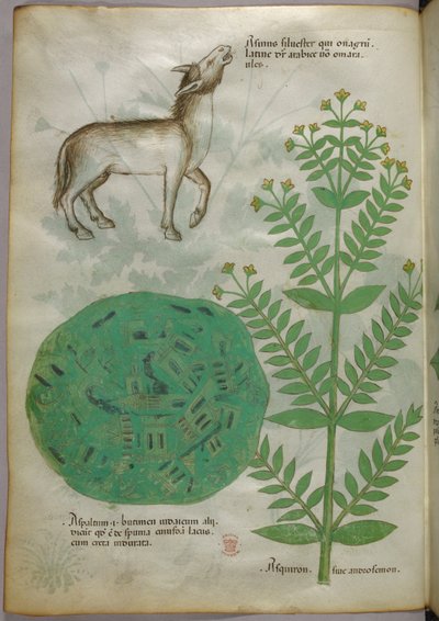 Illustrazione botanica di pianta con cavallo, 1440 circa (inchiostro e colore su pergamena) da Italian School