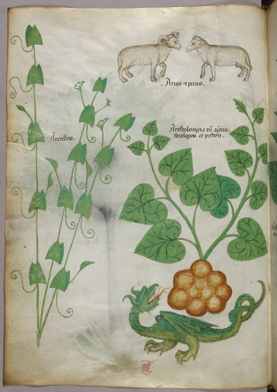 Illustrazione botanica di piante, un drago e pecore, 1440 circa (inchiostro e colore su pergamena) da Italian School