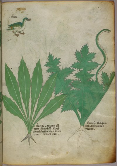 Illustrazione botanica di piante, un serpente e un