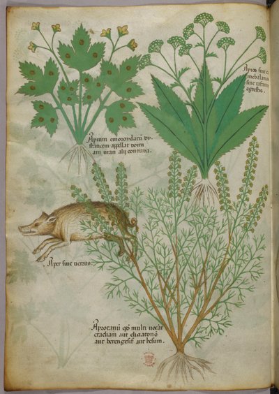 Illustrazione botanica di piante e di un cinghiale, 1440 circa (inchiostro e colore su pergamena) da Italian School