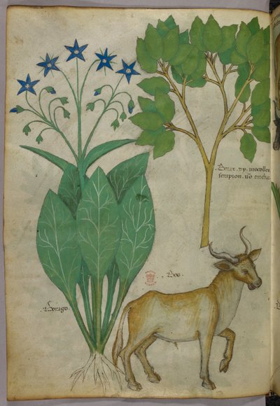 Illustrazione botanica di piante e di un toro, 1440 circa (inchiostro e colore su pergamena) da Italian School