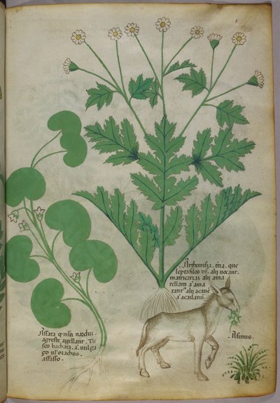 Illustrazione botanica di piante e di un asino, 1440 circa (inchiostro e colore su pergamena) da Italian School