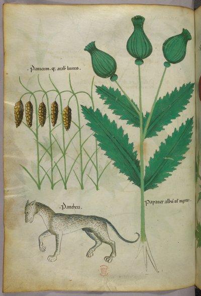 Illustrazione botanica di piante e di una pantera, 1440 circa (inchiostro e colore su pergamena) da Italian School