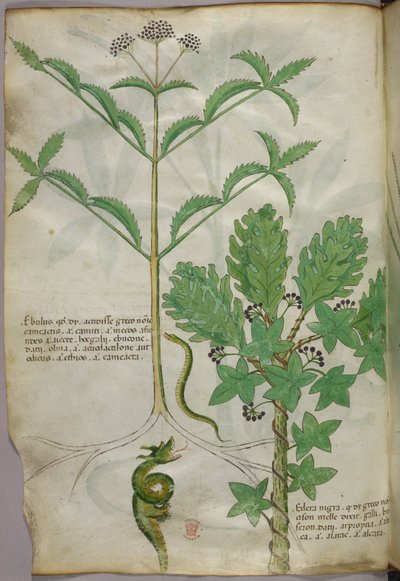 Illustrazione botanica di piante e di un serpente, 1440 circa (inchiostro e colore su pergamena) da Italian School