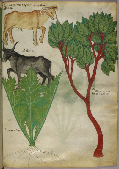 Illustrazione botanica di piante e tori, 1440 circa (inchiostro e colore su pergamena) da Italian School
