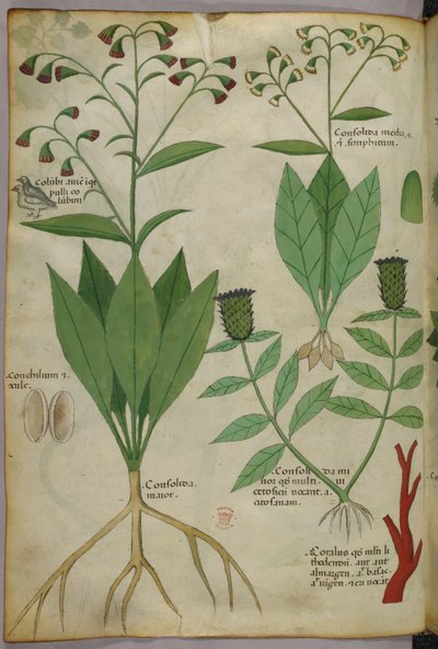 Illustrazione botanica di piante e coralli con un serpente e un cervo, 1440 circa (inchiostro e colore su pergamena) da Italian School