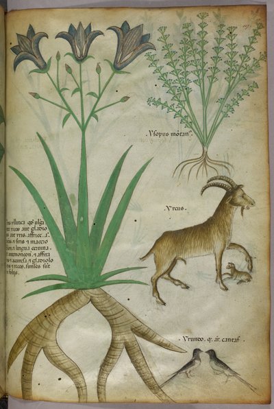 Illustrazione botanica di piante, uccelli e capre, 1440 circa (inchiostro e colore su pergamena) da Italian School