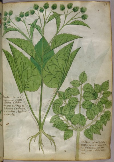 Illustrazione botanica di piante, 1440 circa (inchiostro e colore su pergamena) da Italian School