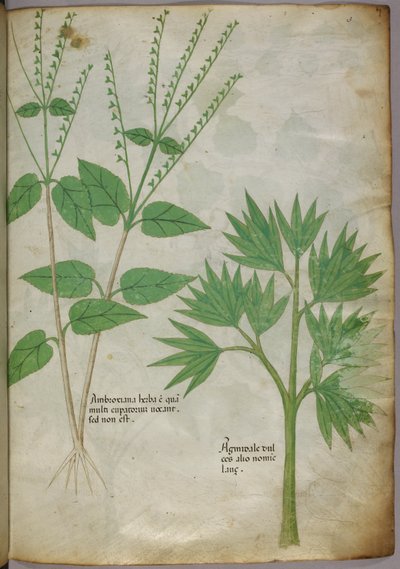 Illustrazione botanica di piante, 1440 circa (inchiostro e colore su pergamena) da Italian School