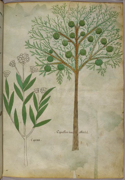 Illustrazione botanica di piante, 1440 circa (inchiostro e colore su pergamena) da Italian School
