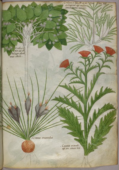 Illustrazione botanica di piante, 1440 circa (inchiostro e colore su pergamena) da Italian School